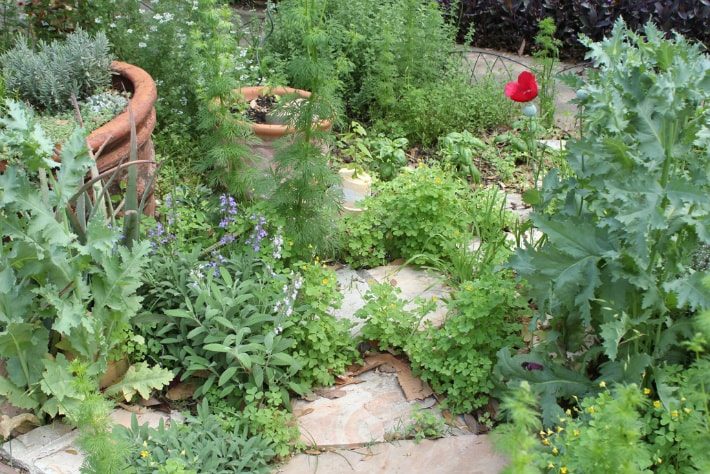 Sage, clover, poppies and oregano