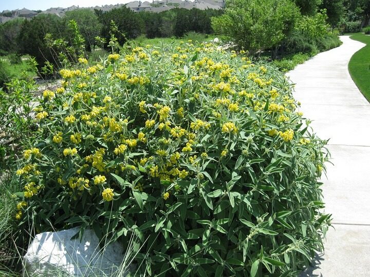 Jerusalem Sage