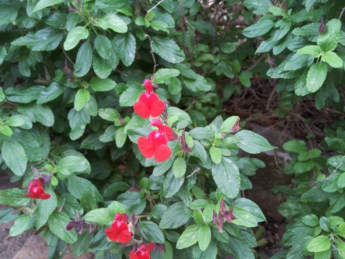 Little Leaf Salvia