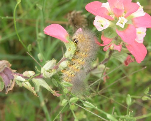 Saltmarsh Caterpillar