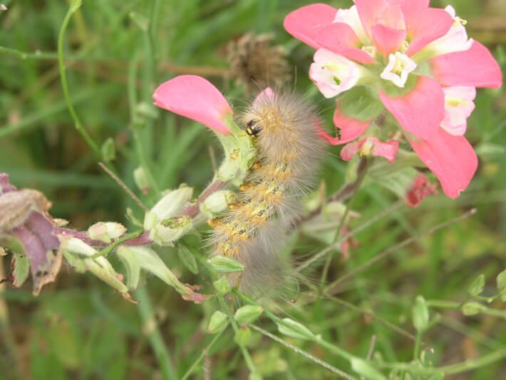 salt march caterpillar on an indian paintbrush