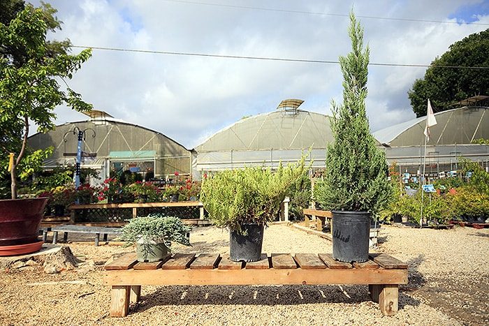 same species in different sizes in planters