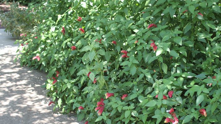 Plants for Shade