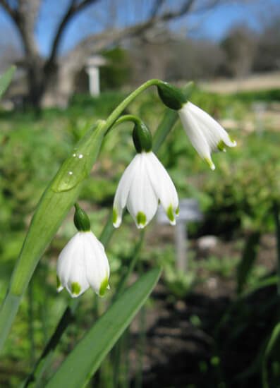 snowdrop blooms | SAWS Garden Style Conservation Water Saver San Antonio Texas