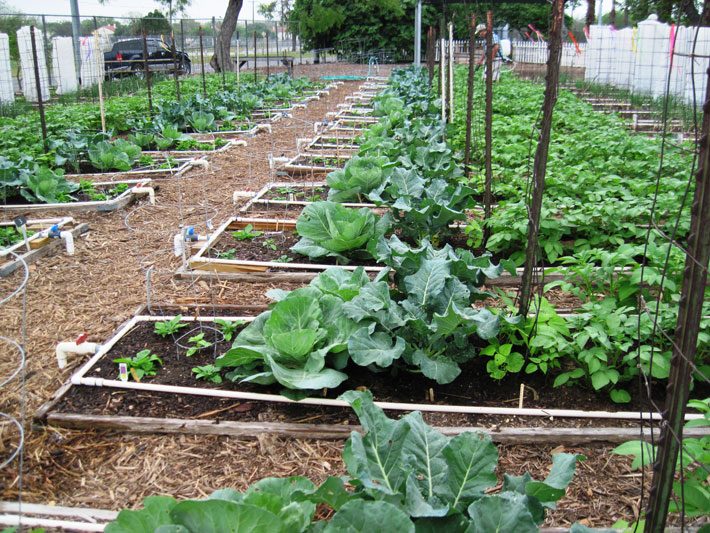 Spring Vegetable Garden