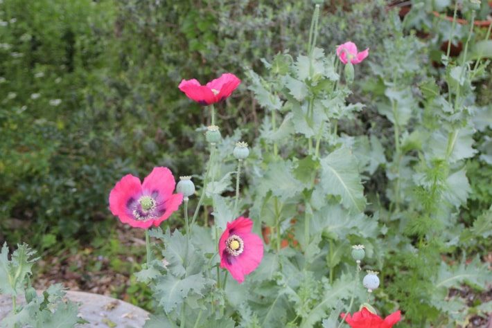 stand of poppies
