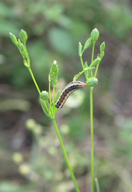 Striped Armyworm