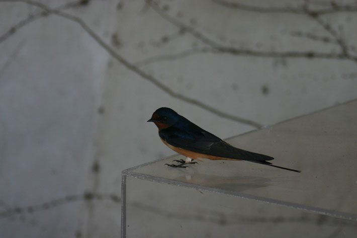 Swallow