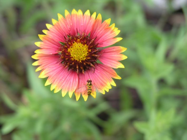 syrphid fly on an indian blanket