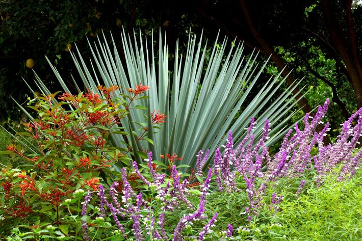 Tall Blue Velvet Sage in Bed