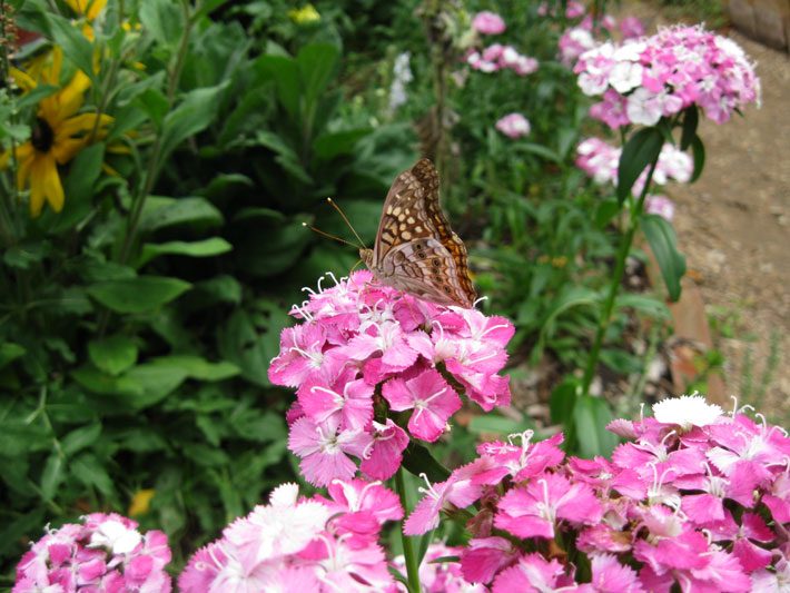 Tawny Emperor Butterfly