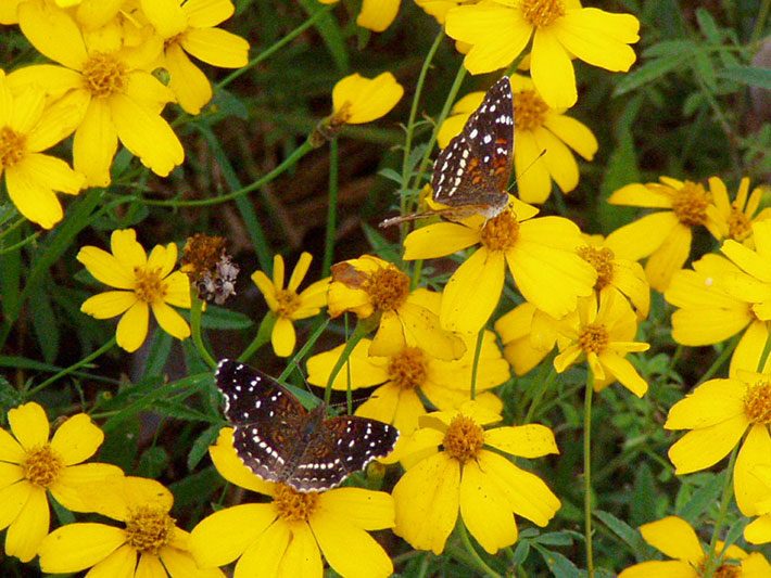 Texan Crescent Butterflies