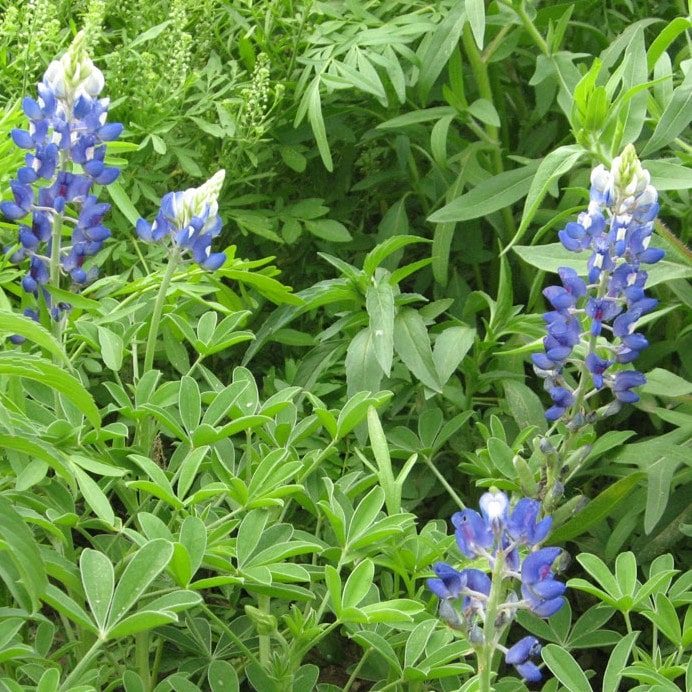 texas bluebonnets close up