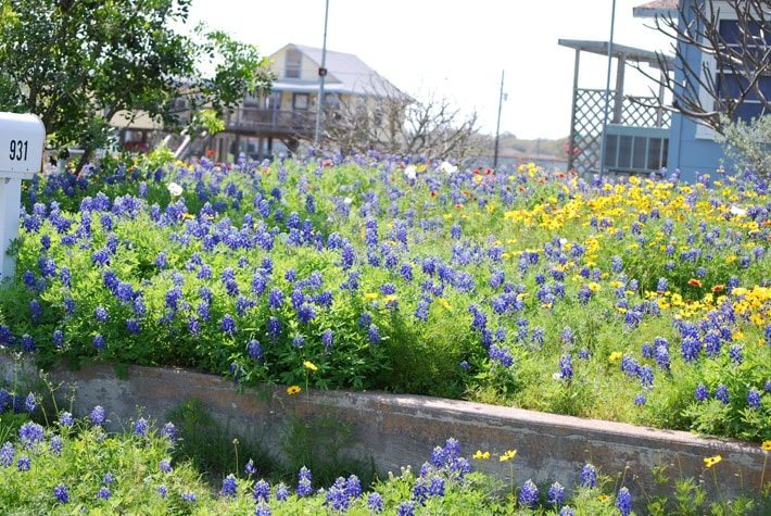 Texas Bluebonnets