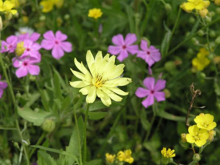 texas dandelion pyrrhopappus