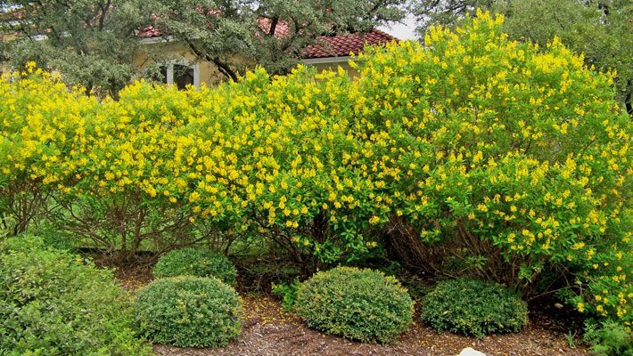 Showy Thryallis Hedge