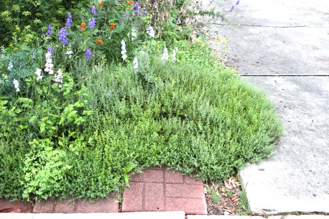 thyme thumbling over border