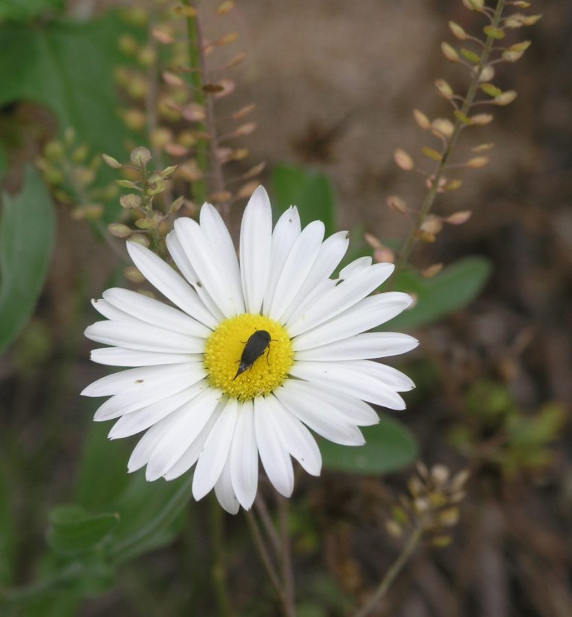 Tumbling Flower Beetle