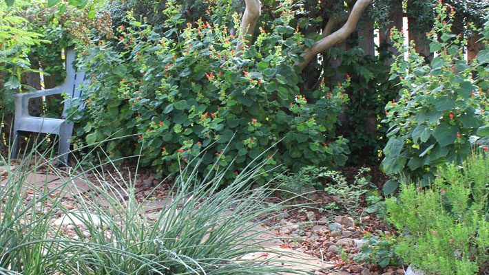 Turk's Cap on a Walkway