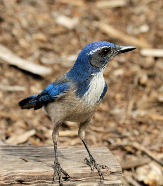 Western Scrub Jay