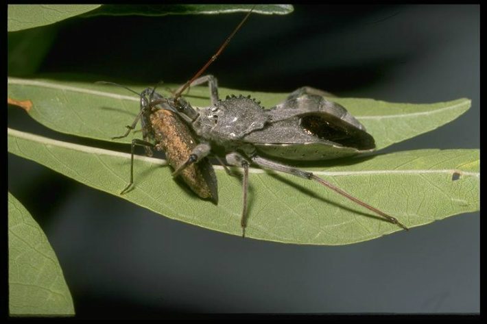 wheel bug arilus cristatus drees