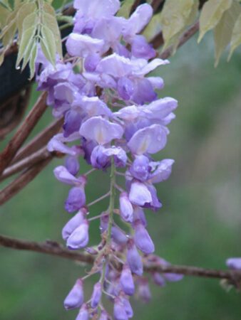 Wisteria at SABG