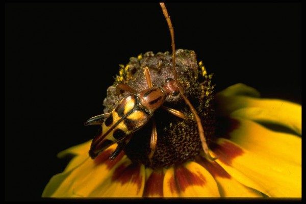 Wood Boring Beetle