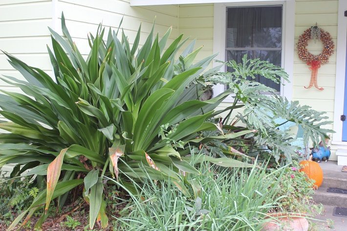 Giant Crinum Paired with Split-leaf Philodendron