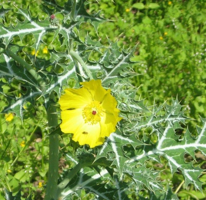 Yellow Prickly Poppy