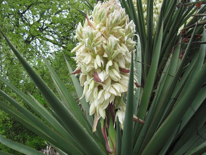 Yucca Blooms