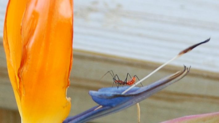 Assassin Bug Nymph