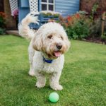 dog playing in yard