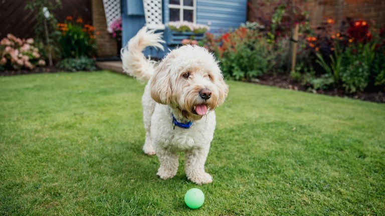 dog playing in yard