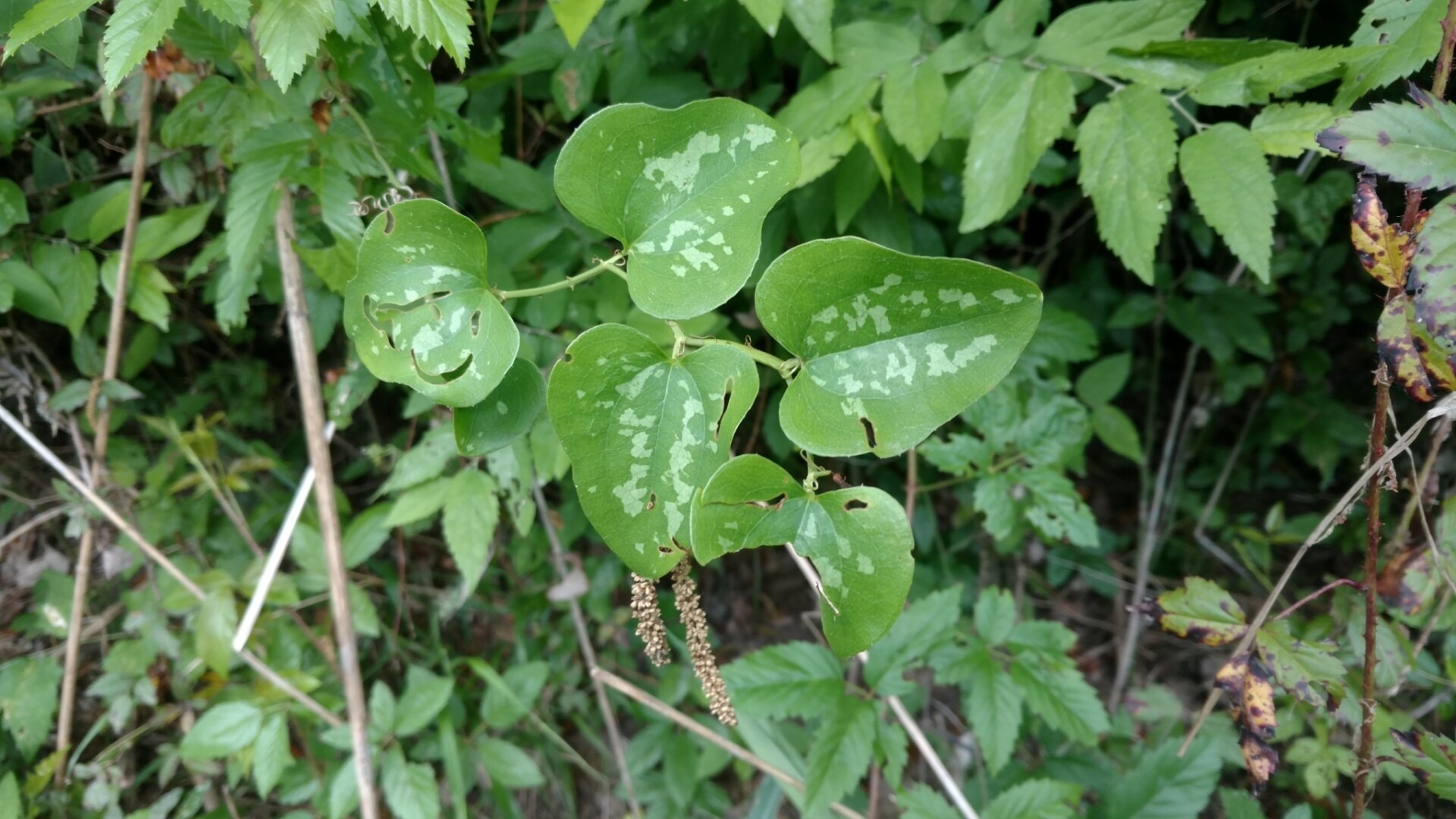 Briers Definition Thwart these thorny threats - Garden Style San Antonio