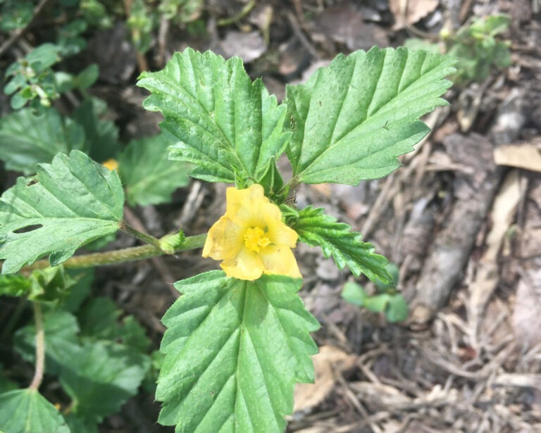 Three Lobe False Mallow