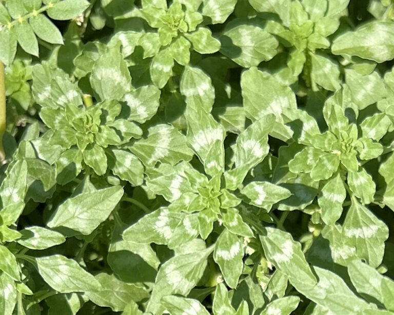 Tropical Amaranth BEST