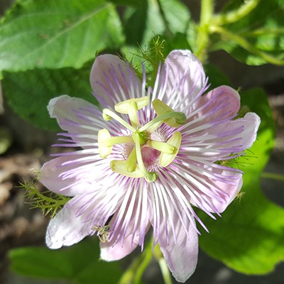 Passion flower may be a weedy native vine, but it has intricate flowers and it's the larval host for the spectacular gulf fritillary butterfly.