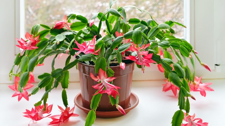 christmas cactus