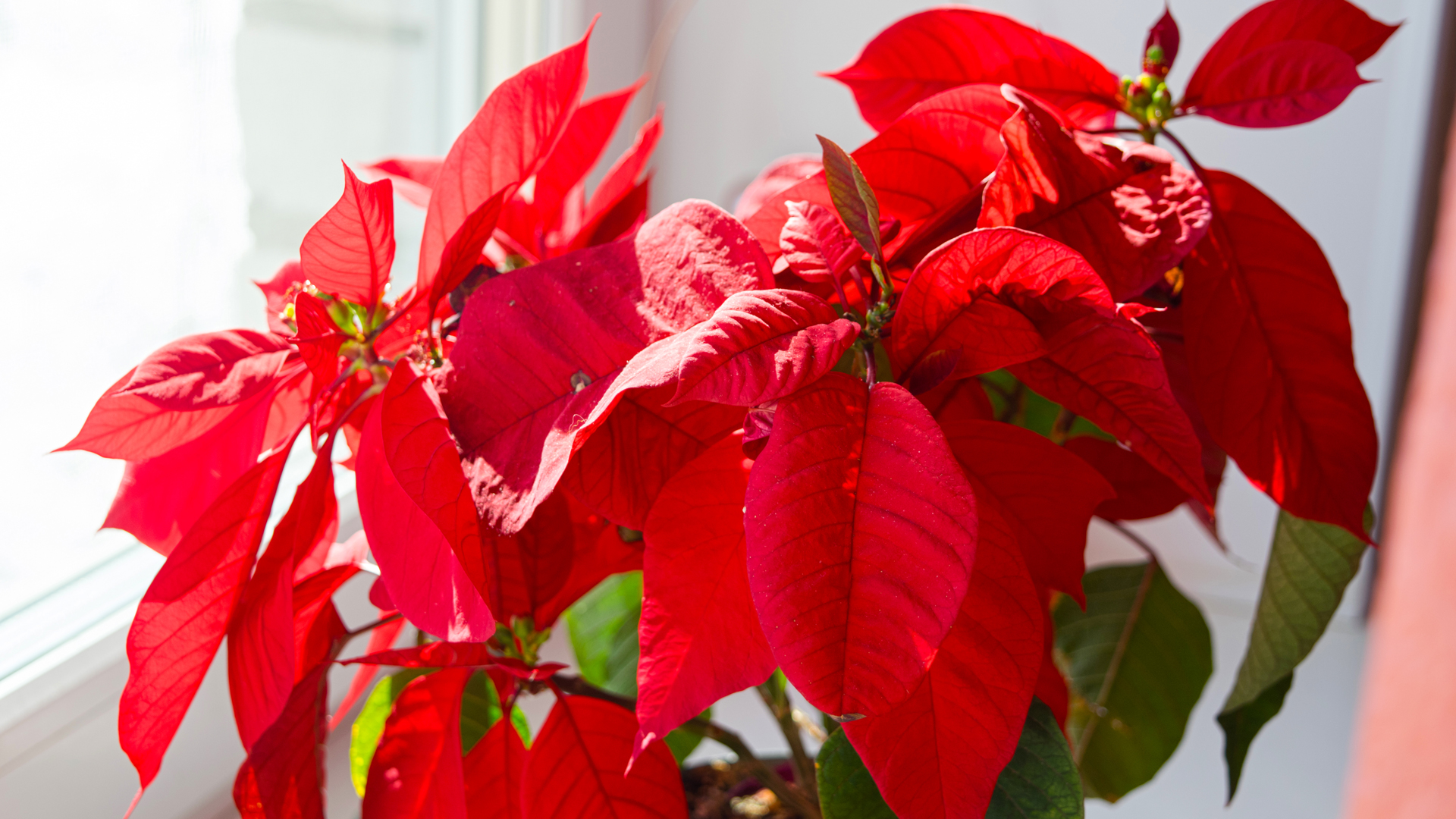 poinsettia flower