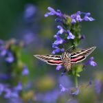 white-lined sphinx moth