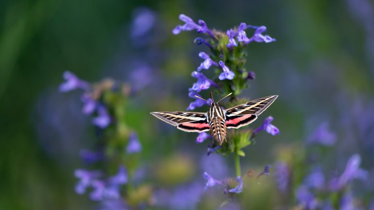 white-lined sphinx moth