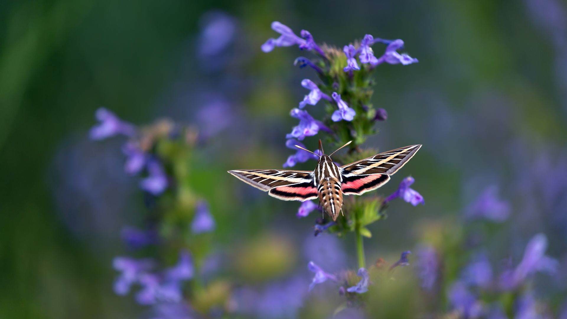 entice-nature-s-nighttime-nectar-seekers-garden-style-san-antonio