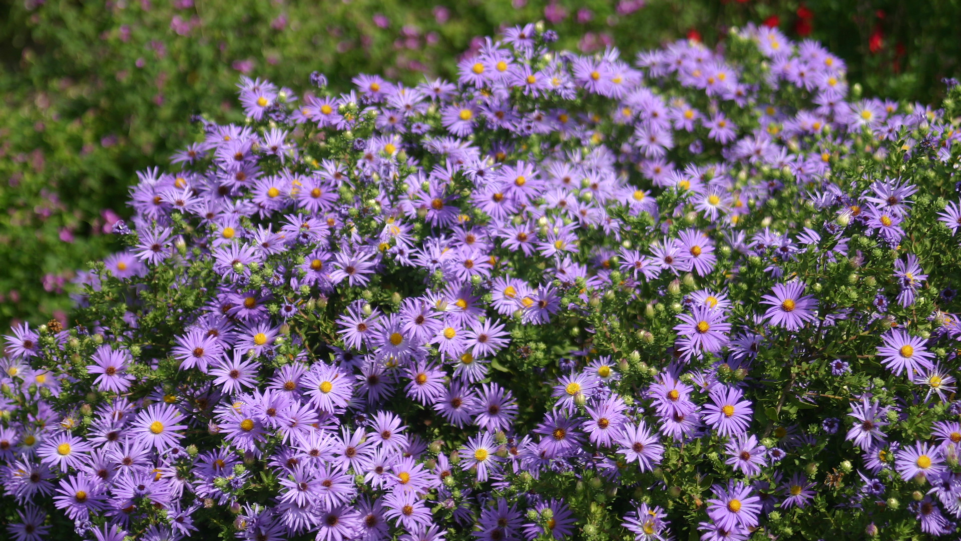 Fall aster flowers.