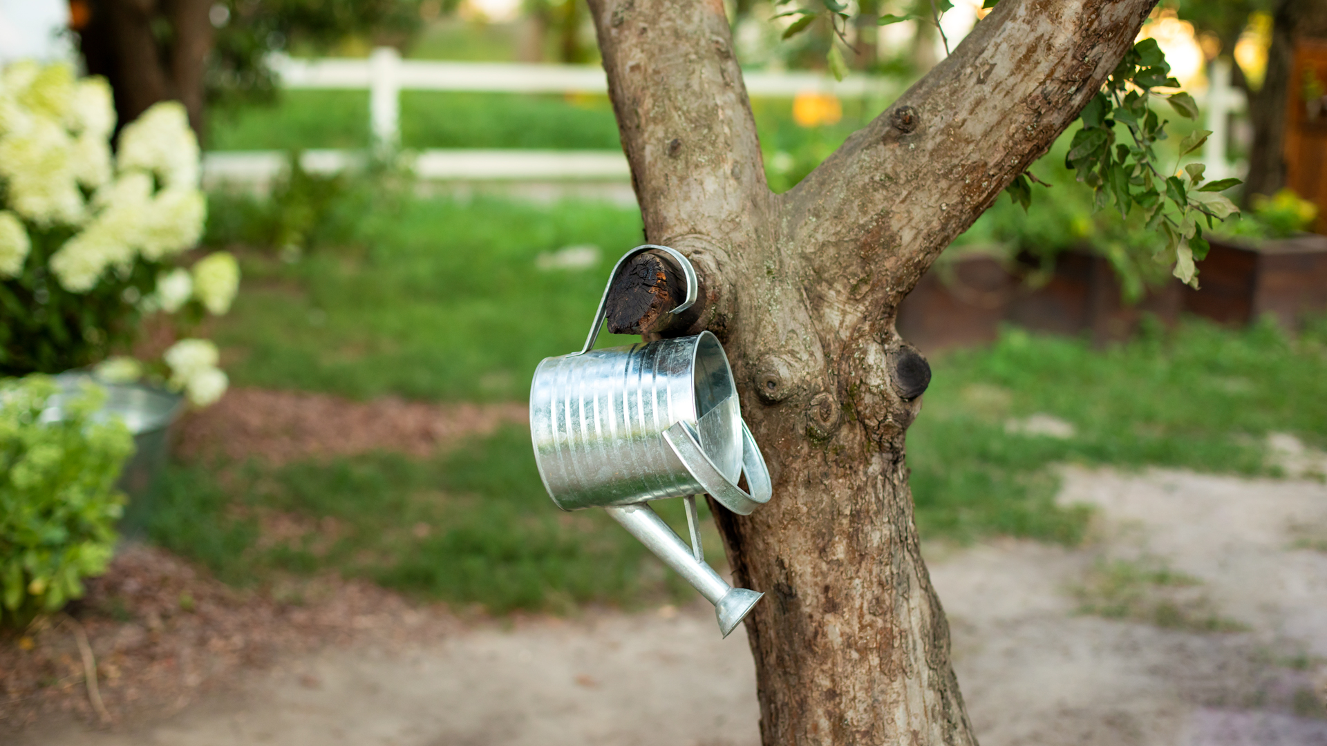 How to water established trees Garden Style San Antonio