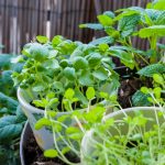 herbs growing on balcony