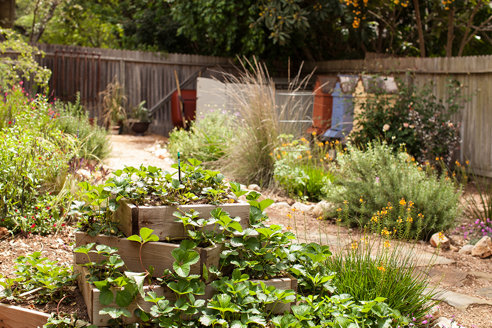 cottage garden