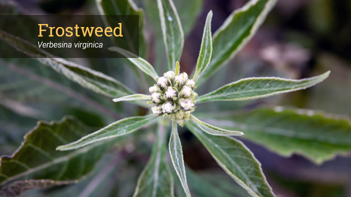 frostweed bud closeup