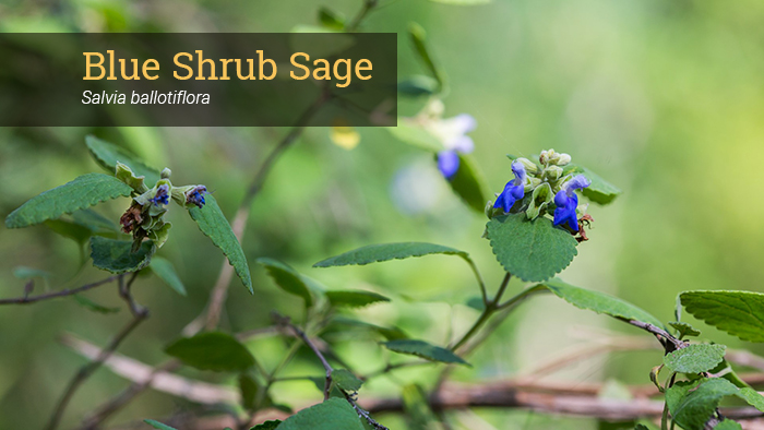 Shrubby blue sage leaves and flowers.