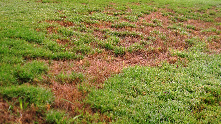 Minimizing Lawn Disease In The Fall Garden Style San Antonio