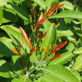 mexican-honeysuckle-justicia-spicigera-